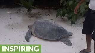 Stranded sea turtle receives unexpected help