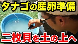 【庭の池】タナゴの産卵準備 二枚貝を土の上へ #93 2018.6.19