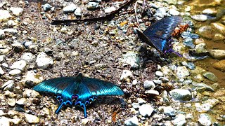 The beautiful swallowtail butterfly drinks natural water