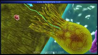 Filter feeding