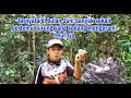 Nasip apes ⏸️ lagi asik ngebolang mikat burung di guyur hujan ‼️ otw langsung pulang