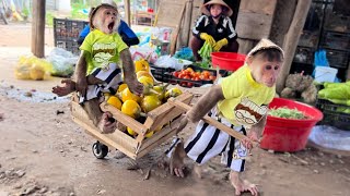 CUTIS Rickshaw harvest eggplants to sell to save money