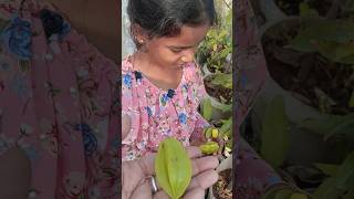 Star fruit plants can be grown in small containers