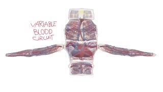Oscar’s Variable Blood Circuit