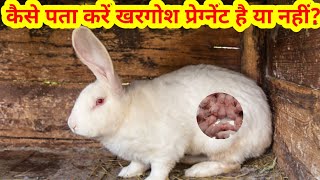 कैसे पता करें कि मादा खरगोश प्रेग्नेंट है या नहीं? Female Rabbit Pregnant Hai Kaise Pata Karen?