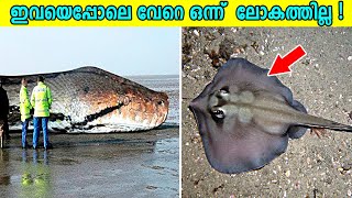 ഇവയെപ്പോലെ മറ്റൊന്ന് ലോകത്തില്ല | 10 Animals That Exist In 1 Specimen Only | MALAYALI CAFE