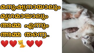 ❤അമ്മ എന്നും അമ്മ തന്നെ❤🐈🐈