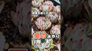 夏も大切な水やり　#succulent #多肉植物 #エケベリア #mokimoki #モキモキ