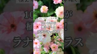 植えっぱなしで毎年咲く！ラナンキュラス #宿根草 #多年草 #秋植え #Shorts ＃ガーデニング