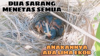 Dua Sarang Burung Ciblek Akhirnya Menetas