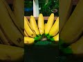 Pisang Gedhe Mulus Kuniiiiing.....!!! Manis Pula#gedangklutuk #buah #makananindonesia