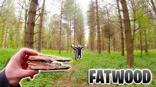 How to find, harvest and use Fatwood! Make natural wood preserver!