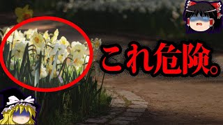 【ゆっくり解説】絶対近づくな！身近にある危険植物10選