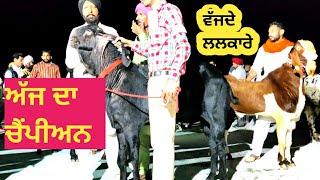 ਫੂਲੇਵਾਲ  ਸ਼ੋਅ ਦਾ ਚੈਂਪੀਅਨ  ਬੱਕਰਾ z ਬਲੈਕ ਪਿਓਰ ਬੀਟਲ Farming brain