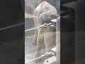 隣春🌸②インドゾウ・印度象・リュウカちゃん・リュウトくん・沖縄こどもの国・・・indian_elephant ・okinawa zoo u0026 museum 20230222