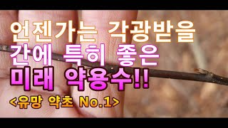 미래의 명약!! 죽어가는 간을 살리고 중풍과 관절염, 위장에도 좋은~ 앞으로 각광받을 뛰어난 약효를 지닌 약나무.