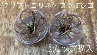 クリプトコリネ・フラミンゴ〜植栽編〜