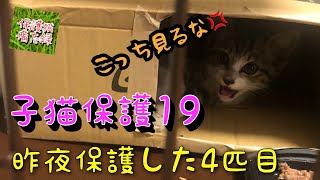 2021年7月【子猫保護19】昨夜保護した4匹目の兄弟子猫【自ら訪ねて来たのにずっと怒っています😅】