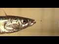 gasterosteus aculeatus threespine stickleback