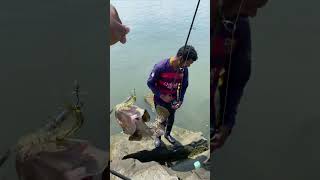 ഹമൂർ വേട്ട Goliath Grouper Fish Caught at Kozhikode Vellayil Harbour