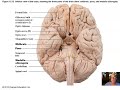 Ch 12 Part 2 Diencephalon and Brain Stem