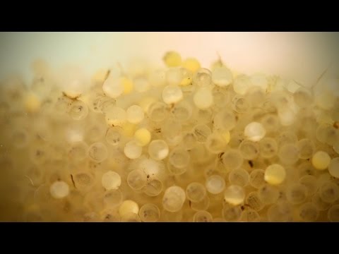 Do walleye lay eggs?