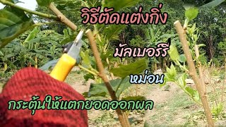 วิธีตัดแต่งกิ่งมัลเบอร์รี่(หม่อน)