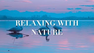 Relaxing with Nature | Swimming Swan | Meditation | Peace of Mind | Music