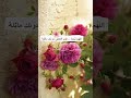 القرآن الكريم||ما تيسر من سورة آل عمران||آيات قرآنية||القارئ ماهر المعيقلي||القرآن||🌸🤍