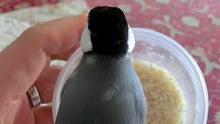 お米を食べる桜文鳥 お米を食べたいと騒ぐセキセイインコ 文鳥動画 Java Sparrow movie