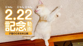 【猫の日】へそ天で甘える子猫の時のむぎおの話【未公開動画】