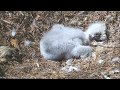 AEF DW GG Eagle Cam 6-3-19: 46 Days of Awohali