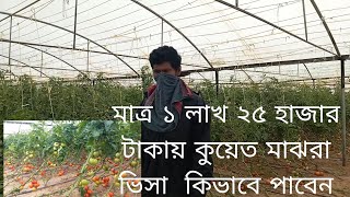 গ্রীন হাউজের টমেটো চাষ পদ্ধতি কুয়েত লাভ জনক ফসল টমেটো চাষ # farming Kisi