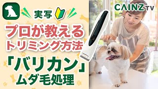 犬のムダ毛（足の裏の毛）処理｜プロが教えるトリミング｜バリカンの正しい使い方｜自宅でできるセルフトリミング