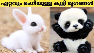 ജനിക്കുമ്പോൾ ഏറ്റവും ഭംഗിയുള്ള മൃഗങ്ങൾ 😍 | Cutest Animals in the World  | Fun \u0026 Facts Malayalam