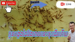 #បង្កងដៃវែងហៅបង្កងទឹកសាបទន្លេ#ពេលនេះវាចង់ដើរនៅបាតកែវហើយបងៗ (EP.2)