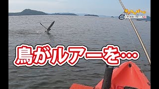 【カヤックフィッシング】鳥からも狙われちゃいます！めちゃめちゃ興奮する釣り！