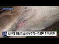 야생노루 자가소비 허용 상위법 위배 논란