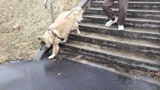 みぞれが降っても犬のムーちゃんのおしりはかわいいです