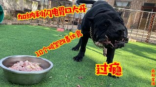 杀人犬加纳利胃口大开，10个鸡架改善伙食，这大嘴吃着真过瘾