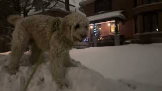 Midnight Walk in the Snow with Newton