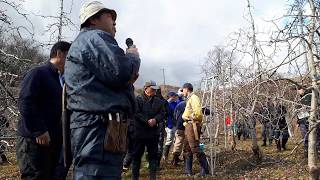 20200108長野県果樹研究会リンゴ部会1414～小諸市M 9台ふじ剪定