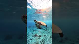 Relaxing evening swim with a sea turtle 🐢🌊🤿#shorts #viral #youtubeshorts