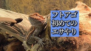 初めてお迎えしたフトアゴベビーの餌やりが可愛すぎた【爬虫類飼育】