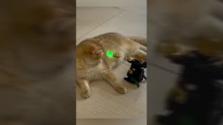 Cat Afraid of Robot Toy - Funny Cat Videos 🐾