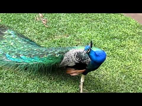 Make Peacock spread his feather!!! Make Peacock spread his feather!!!