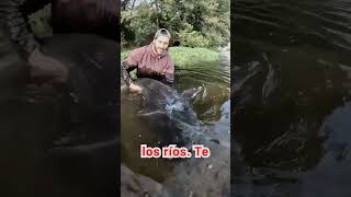 ¡Monstruo del Río! Capturamos un Siluro Gigante de 2 Metros y 90 kg