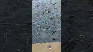 Nakuru gaya fish mangaloor #trending #viralvideo #funny #fishing #ytshorts