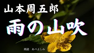 【朗読】山本周五郎「雨の山吹 」　　朗読・あべよしみ