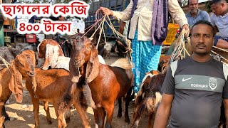 গরীবের বন্ধু সাইফুল ভাইয়ের ছাগলের ধামাকা অফার। ১ পিস ছাগল ৭০ কেজি ওজন হয়